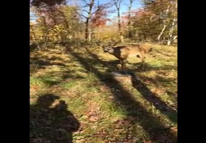 Otišao je u šumu da ulovi jelena, a tamo je doživio nešto što će pamtiti do kraja života (VIDEO)