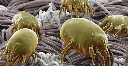 GRINJE su pronađene u 4 od 5 domova: Ovo je prirodno rješenje kojim ih možete UBITI!