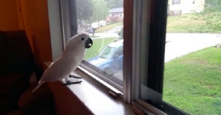 Papagaj čeka vlasnika da se vrati kući, morate pogledati njegovu reakciju kada ga je konačno ugledao! (VIDEO)