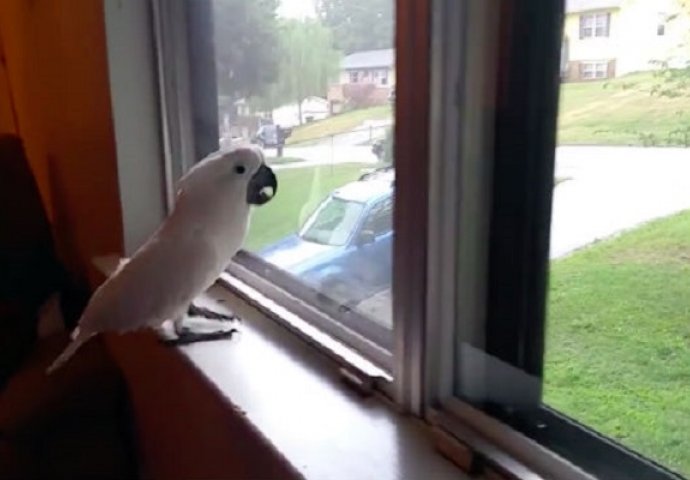 Papagaj čeka vlasnika da se vrati kući, morate pogledati njegovu reakciju kada ga je konačno ugledao! (VIDEO)