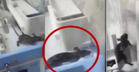 Šokantan snimak iz bolnice: Pacov se došunjao do inkubatora i ugrizao novorođenu bebu (VIDEO)