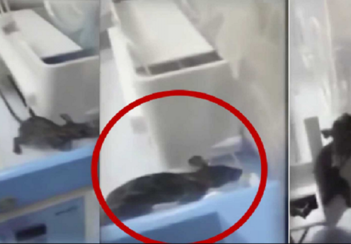 Šokantan snimak iz bolnice: Pacov se došunjao do inkubatora i ugrizao novorođenu bebu (VIDEO)