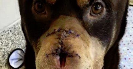 Ovaj pas je preživio brutalni napad nakon kojeg je dobio drugu priliku za život (VIDEO)