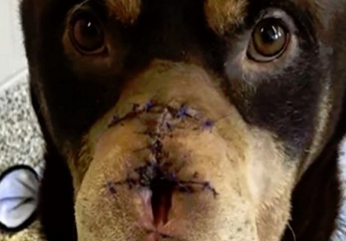 Ovaj pas je preživio brutalni napad nakon kojeg je dobio drugu priliku za život (VIDEO)