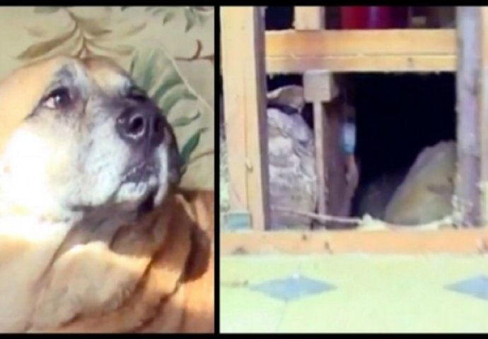 60 dana nakon požara, pas odveo čitavu porodicu u jedan dio kuće kako bi im pokazao ovo (VIDEO)