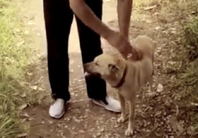Psa je onjušilo nešto neobično u zemlji: Kada je počeo kopati, njegov vlasnik je ostao u šoku! (VIDEO)
