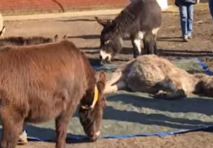 Magarci su ugledali mrtvog druga, a njihova reakcija će vam slomiti srce (VIDEO)