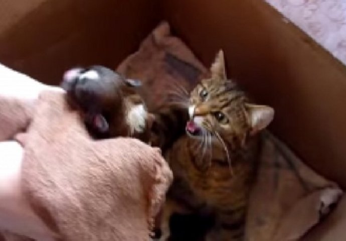 Stavila je malo štene u korpu sa mačkom, pogledajte kako je ona reagovala (VIDEO)