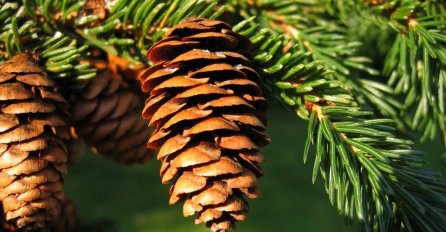 MOĆNA RUSKA TINKTURA:  Lijek za poremećaj lučenja hormona štitne žlijezde. 