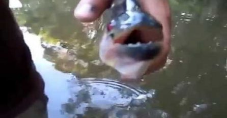 Ulovio je odraslu piranu u rijeci, ono što je ova opasna riba uradila u narednim sekundama ostavit će vas bez riječi! (VIDEO)