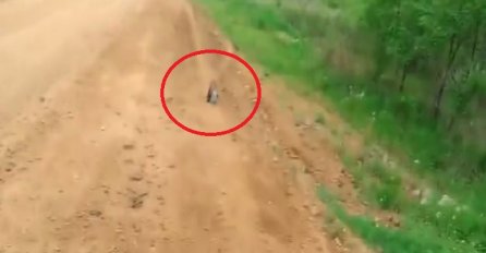 Vozač kamiona je primijetio malu lisicu pored puta, a onda je shvatio je da je u velikoj nevolji! (VIDEO)