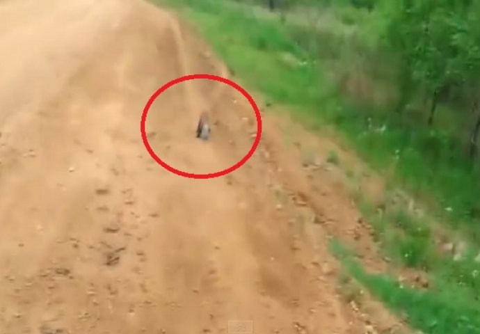 Vozač kamiona je primijetio malu lisicu pored puta, a onda je shvatio je da je u velikoj nevolji! (VIDEO)