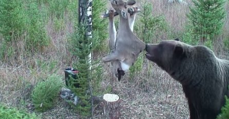 Objesili su raskomadanog jelena na drvo, ono što je jedan medvjed uradio ostavilo ih je bez teksta! (VIDEO)