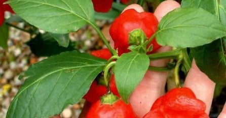 OVAJ FARMER JE SAMO HTIO NAGRADU ZA SAVRŠEN VRT… Potpuno slučajno uzgojio ČILI papričicu toliko ljutu da ju vojska može koristiti kao ORUŽJE