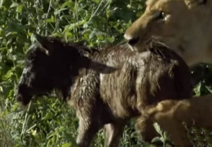 Lav je stavio svoje čeljusti oko male bebe gnua, ali ono što se događa u nastavku niko nije očekivao (VIDEO)