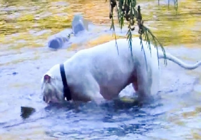 Pustio je svoje bijesne pse u rijeku, ono što su pronašli je čudesno! (VIDEO)