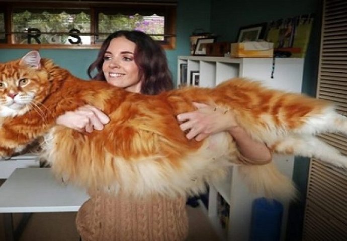 Njegovo ime je Omar i on je najduži mačak na svijetu! (VIDEO)