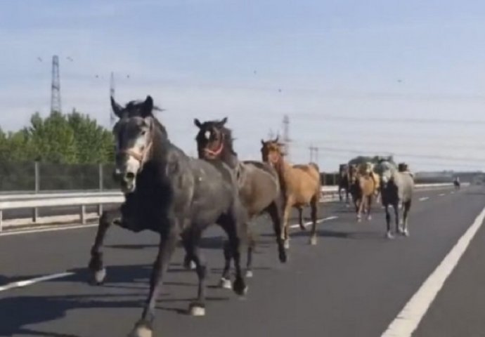 Vozači u čudu: Konji napravili haos na autoputu! (VIDEO)