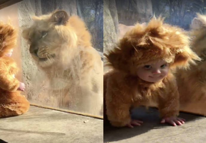 Mali dječak u lavljem kostimu je prišao kavezu, a reakcija lavova će vas totalno iznenaditi! (VIDEO)