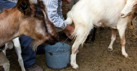 Popio kozje mlijeko pa obolio od teške bolesti i umro