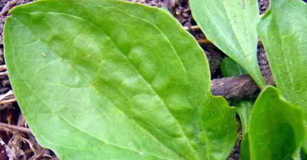 Bokvica - hrana, čaj, obloga