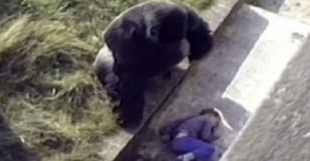 5-godišnji dječak upao je u gorilin kavez, pogledajte refleksnu reakciju alfa mužjaka (VIDEO)