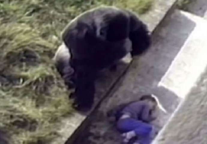 5-godišnji dječak upao je u gorilin kavez, pogledajte refleksnu reakciju alfa mužjaka (VIDEO)