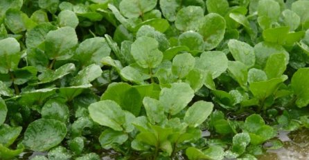 NAUČNICI TVRDE DA  JE OVO NAJZDRAVIJA BILJKA NA SVIJETU A NIKO JE NE JEDE: Ima moć da spriječi brojne kardiovaskularne probleme i zaustavi širenje raka...