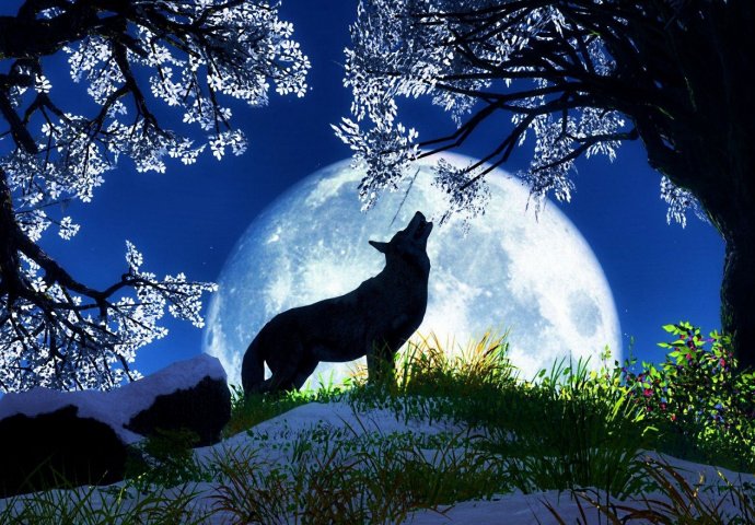 DA LI STE SE PITALI:  Zašto vukovi zavijaju na mjesec?