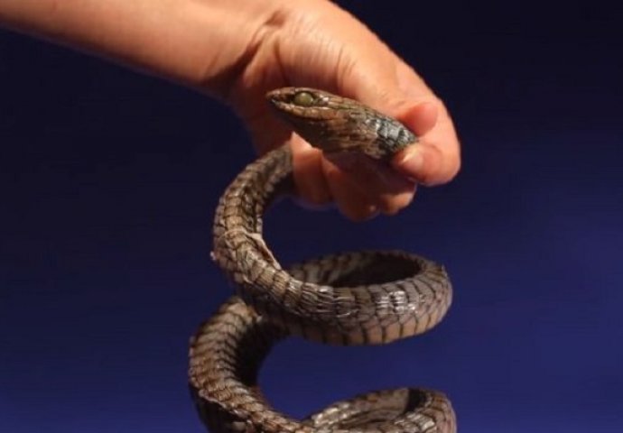 Ugrizla ga je nepoznata zmija otrovnica, no ono što je on uradio šokiralo je cijeli svijet!  (VIDEO)