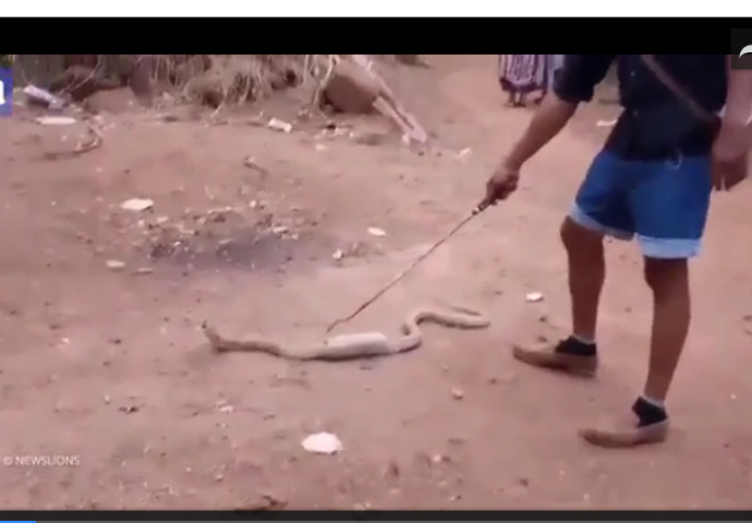Ovaj čovjek je naišao na kobru s čudnom izbočinom na stomaku kako jedva puže po zemlji. Kada je zumirao kameru… ŠOKIRAO SE! (VIDEO)