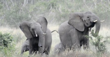Najveći su, ali i najplašljiviji: Pogledajte kako je reagovalo krdo slonova kada su naletjeli na roj pčela! (VIDEO)