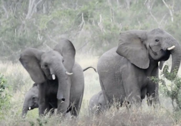 Najveći su, ali i najplašljiviji: Pogledajte kako je reagovalo krdo slonova kada su naletjeli na roj pčela! (VIDEO)