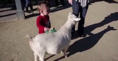 Snimala je svog 3-godišnjeg sina kako četkom češlja odraslu kozu, ono što je uslijedilo na 0:03 dovest će vas do suza! (VIDEO)