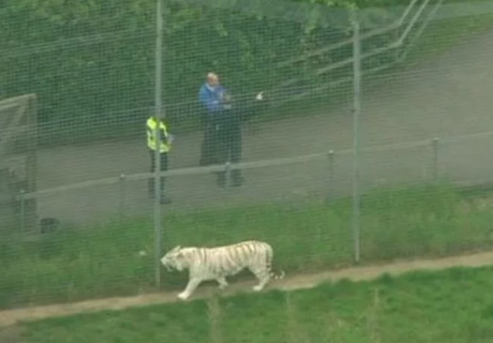  Radnicu zoološkog vrta u Engleskoj ubio TIGAR! 