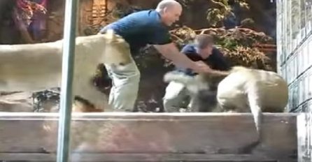 Lav je napao čuvara zoološkog vrta, ali ono što je lavica uradila će vas ostaviti u nevjerici! (VIDEO)