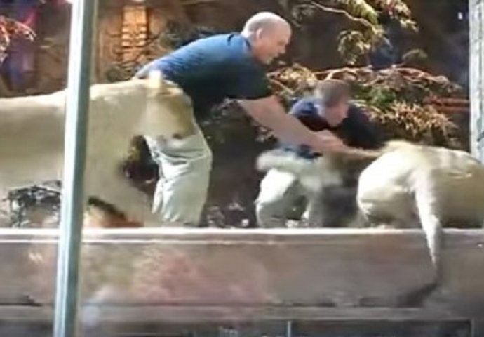 Lav je napao čuvara zoološkog vrta, ali ono što je lavica uradila će vas ostaviti u nevjerici! (VIDEO)