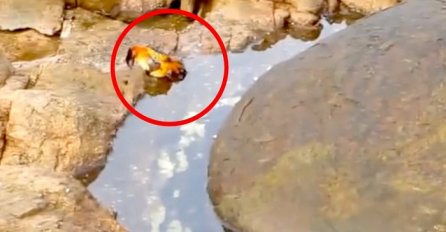 Snimala je ovog raka, a onda je iz vode iskočilo nešto zastrašujuće (VIDEO)