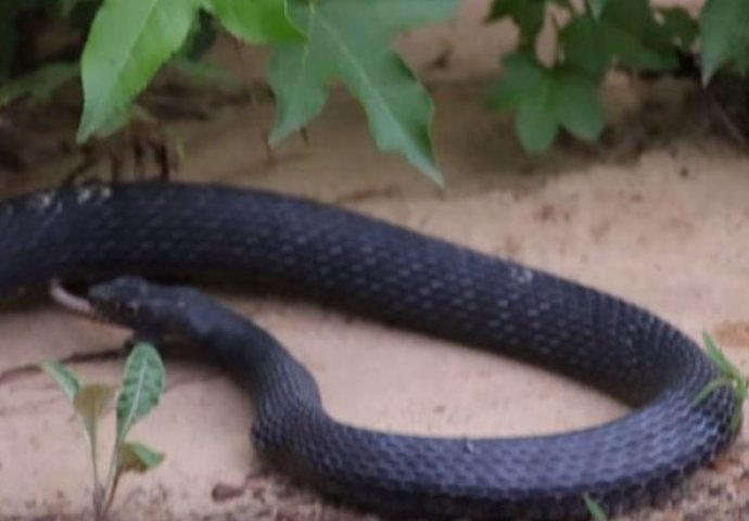 ZA SAMO TRI DANA SNIMAK POGLEDAN VIŠE OD MILION PUTA: Zmija koja povraća drugu (živu) zmiju najbolesnija je stvar koju ćete danas vidjeti (VIDEO)