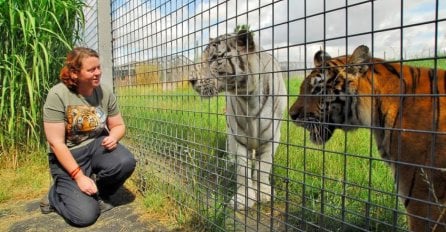 Tigar rastrgao omiljenu čuvaricu, posjetitelji bježali u panici