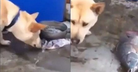 Ono što je uradio ovaj pas ostavilo je cijeli svijet u totalnoj nevjerici (VIDEO)