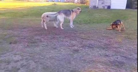Kada pogledate šta je ova ovca uradila psu plakat ćete od smijeha (VIDEO)