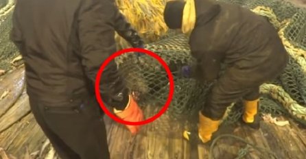 Ruski ribari su slučajno ulovili morskog lava, a kada su ga pokušali pustiti nastala je panika! (VIDEO)