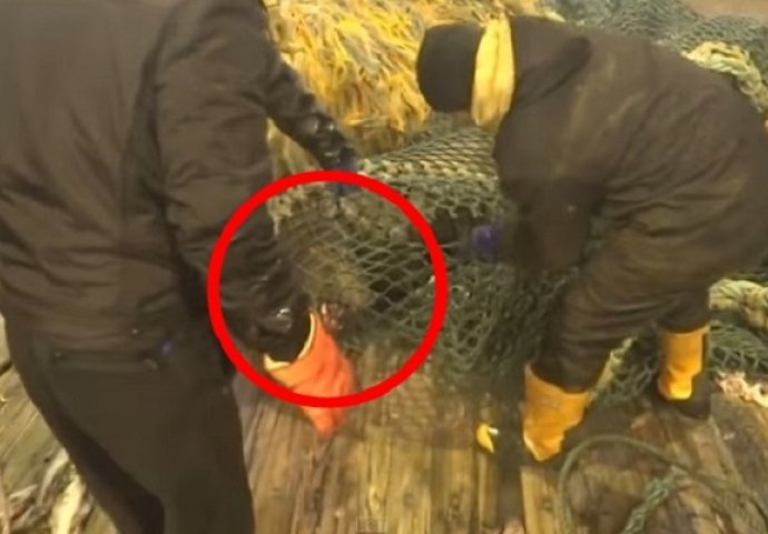 Ruski ribari su slučajno ulovili morskog lava, a kada su ga pokušali pustiti nastala je panika! (VIDEO)