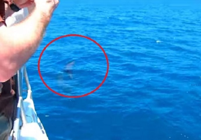 Vidjeli su da nešto pliva pored broda, ali su ostali bez teksta kada je izašlo iz mora (VIDEO)