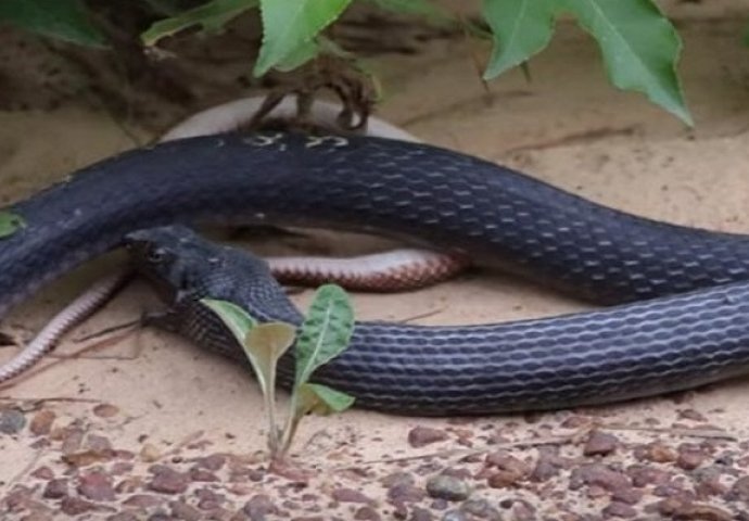 Ogromna zmija progutala drugu zmiju, pa je veoma brzo povratila (VIDEO)