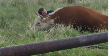Razlog zbog čega je ovaj muškarac ležao pored krave dotaknuti će vam srce! 