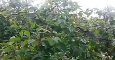 Malinari budite na oprezu: Pogledajte koliku zmiju su pronašli u malinjaku (VIDEO)