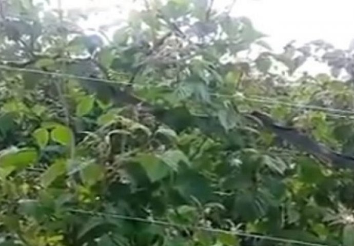 Malinari budite na oprezu: Pogledajte koliku zmiju su pronašli u malinjaku (VIDEO)