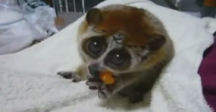 Slađe ne može: Upoznajte najslađe bebe životinja na planeti! (VIDEO)